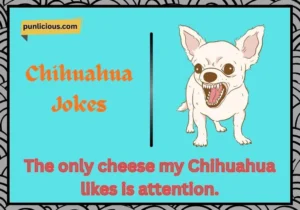 Chihuahua Jokes