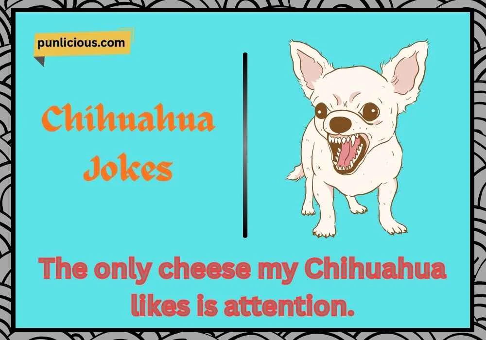 Chihuahua Jokes